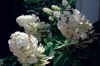 Filename=GARDEN_1667.jpg
Filesize=155KiB
Dimensions=1200x801
Date added=Jul 18, 2012 GARDEN_1667.jpg