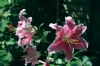 Filename=GARDEN_1669.jpg
Filesize=138KiB
Dimensions=1200x801
Date added=Jul 18, 2012 GARDEN_1669.jpg