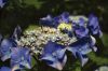 Filename=GARDEN_1675.jpg
Filesize=139KiB
Dimensions=1200x801
Date added=Jul 18, 2012 GARDEN_1675.jpg