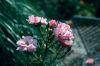 Filename=GARDEN_1679.jpg
Filesize=125KiB
Dimensions=1200x801
Date added=Jul 18, 2012 GARDEN_1679.jpg