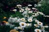Filename=GARDEN_1687.jpg
Filesize=241KiB
Dimensions=1200x801
Date added=Jul 18, 2012 GARDEN_1687.jpg
