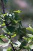 Filename=Ginko_3549.jpg
Filesize=65KiB
Dimensions=480x720
Date added=Aug 09, 2017 Ginko_3549.jpg