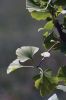 Filename=Ginko_3551.jpg
Filesize=48KiB
Dimensions=480x720
Date added=Aug 09, 2017 Ginko_3551.jpg