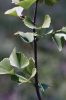 Filename=Ginko_3552.jpg
Filesize=50KiB
Dimensions=480x720
Date added=Aug 09, 2017 Ginko_3552.jpg