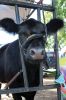 Filename=Grange-Fair-082423-16_56-2.jpg
Filesize=98KiB
Dimensions=480x720
Date added=Aug 23, 2023 Grange-Fair-082423-16_56-2.jpg