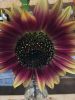 Filename=Grange_9754.jpg
Filesize=120KiB
Dimensions=648x864
Date added=Aug 25, 2022 Grange_9754.jpg