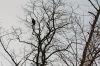 Filename=HIKE_2157.jpg
Filesize=123KiB
Dimensions=648x433
Date added=Mar 19, 2014 HIKE_2157.jpg