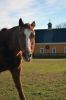 Filename=Horse_1195.jpg
Filesize=70KiB
Dimensions=480x720
Date added=Nov 29, 2017 Horse_1195.jpg