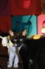 Filename=IAATA_7533.jpg
Filesize=71KiB
Dimensions=648x972
Date added=Sep 13, 2017 IAATA_7533.jpg