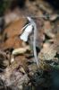 Filename=IndianPipes_3824.jpg
Filesize=63KiB
Dimensions=480x720
Date added=Sep 12, 2018 IndianPipes_3824.jpg