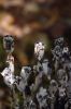 Filename=IndianPipes_3880.jpg
Filesize=57KiB
Dimensions=480x720
Date added=Sep 12, 2018 IndianPipes_3880.jpg