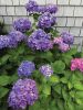 Filename=JenShepley_7160.jpg
Filesize=154KiB
Dimensions=540x720
Date added=Aug 05, 2020 JenShepley_7160.jpg