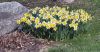 Filename=JenShepley_Daffodils.jpg
Filesize=426KiB
Dimensions=1364x720
Date added=Apr 09, 2025 JenShepley_Daffodils.jpg