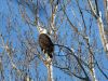 Filename=Keegan_Eagle.jpg
Filesize=307KiB
Dimensions=960x720
Date added=Feb 17, 2021 Keegan_Eagle.jpg