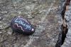 KindnessRocks_0476.jpg