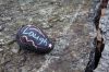 KindnessRocks_0476.jpg