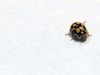 Filename=LadyBugs_2991.jpg
Filesize=26KiB
Dimensions=648x486
Date added=Jun 03, 2015 LadyBugs_2991.jpg
