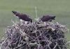 Filename=Livingstone_Osprey.jpg
Filesize=224KiB
Dimensions=1002x720
Date added=Jun 16, 2021 Livingstone_Osprey.jpg