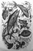 Filename=MAC-Art-030923-Marilou-Fish.jpg
Filesize=142KiB
Dimensions=482x720
Date added=Mar 08, 2023 MAC-Art-030923-Marilou-Fish.jpg