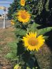 Filename=MLT-081822_1727.jpg
Filesize=156KiB
Dimensions=540x720
Date added=Aug 17, 2022 MLT-081822_1727.jpg