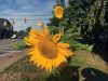 Filename=MLT-081822_1734.jpg
Filesize=172KiB
Dimensions=960x720
Date added=Aug 17, 2022 MLT-081822_1734.jpg