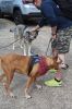 Filename=MLT-Dog-Walk-050125-Mick-1964.jpg
Filesize=126KiB
Dimensions=480x720
Date added=Apr 30, 2025 MLT-Dog-Walk-050125-Mick-1964.jpg