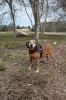 MLT-Dog-Walk-050125-Mick-1979.jpg