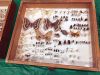 Filename=MNHM_0992.jpg
Filesize=163KiB
Dimensions=960x720
Date added=Apr 11, 2018 MNHM_0992.jpg