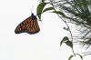 Filename=MNHM_Butterfly-Walk-9-9-23.jpg
Filesize=58KiB
Dimensions=648x431
Date added=Sep 14, 2023 MNHM_Butterfly-Walk-9-9-23.jpg