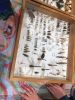 Filename=MNHM_bugs_4905.jpg
Filesize=119KiB
Dimensions=540x720
Date added=May 01, 2019 MNHM_bugs_4905.jpg