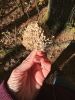 Filename=MNHMmushroom_0327.jpg
Filesize=146KiB
Dimensions=540x720
Date added=Oct 30, 2024 MNHMmushroom_0327.jpg
