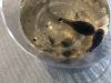 Filename=MNHN_3890.jpg
Filesize=144KiB
Dimensions=960x720
Date added=Apr 17, 2024 MNHN_3890.jpg