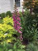 Filename=MR-Garden-062923-Marilou_1145.jpg
Filesize=193KiB
Dimensions=540x720
Date added=Jun 28, 2023 MR-Garden-062923-Marilou_1145.jpg