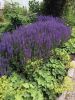 Filename=MR-Garden-062923-Marilou_1146.jpg
Filesize=204KiB
Dimensions=540x720
Date added=Jun 28, 2023 MR-Garden-062923-Marilou_1146.jpg