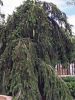 Filename=MR-Garden-062923-Marilou_1148.jpg
Filesize=186KiB
Dimensions=540x720
Date added=Jun 28, 2023 MR-Garden-062923-Marilou_1148.jpg