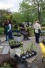 MR-Garden-Group-Plant-Sale-051624-9818.jpg