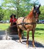 Filename=MRhorseShow_7967.jpg
Filesize=393KiB
Dimensions=864x963
Date added=Jul 11, 2013 MRhorseShow_7967.jpg