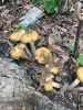 Filename=MRscouts_8895.jpg
Filesize=252KiB
Dimensions=648x864
Date added=Sep 30, 2020 MRscouts_8895.jpg