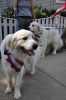 Filename=MTroadRace_0158.jpg
Filesize=81KiB
Dimensions=478x720
Date added=Jul 06, 2017 MTroadRace_0158.jpg