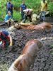 Filename=Marion-FD-Horse-Rescue---02.jpg
Filesize=180KiB
Dimensions=540x720
Date added=Aug 19, 2020 Marion-FD-Horse-Rescue---02.jpg