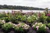Filename=Marion-Garden-Society-1.jpg
Filesize=379KiB
Dimensions=1078x720
Date added=Jun 30, 2021 Marion-Garden-Society-1.jpg