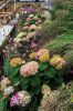 Filename=Marion-Garden-Society-11.jpg
Filesize=197KiB
Dimensions=481x720
Date added=Jun 30, 2021 Marion-Garden-Society-11.jpg