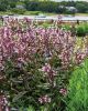 Filename=Marion-Garden-Society-12.jpg
Filesize=231KiB
Dimensions=576x720
Date added=Jun 30, 2021 Marion-Garden-Society-12.jpg