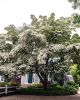Filename=Marion-Garden-Society-15.jpg
Filesize=199KiB
Dimensions=576x720
Date added=Jun 30, 2021 Marion-Garden-Society-15.jpg