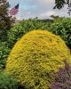 Filename=Marion-Garden-Society-20.jpg
Filesize=270KiB
Dimensions=576x720
Date added=Jun 30, 2021 Marion-Garden-Society-20.jpg