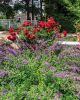 Filename=Marion-Garden-Society-23.jpg
Filesize=283KiB
Dimensions=576x720
Date added=Jun 30, 2021 Marion-Garden-Society-23.jpg