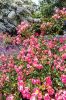 Filename=Marion-Garden-Society-24.jpg
Filesize=256KiB
Dimensions=481x720
Date added=Jun 30, 2021 Marion-Garden-Society-24.jpg
