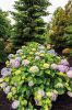 Filename=Marion-Garden-Society-6.jpg
Filesize=200KiB
Dimensions=481x720
Date added=Jun 30, 2021 Marion-Garden-Society-6.jpg