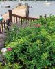 Filename=Marion-Garden-Society-7.jpg
Filesize=221KiB
Dimensions=576x720
Date added=Jun 30, 2021 Marion-Garden-Society-7.jpg