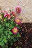 Filename=Marion-Garden-Society-9.jpg
Filesize=176KiB
Dimensions=481x720
Date added=Jun 30, 2021 Marion-Garden-Society-9.jpg